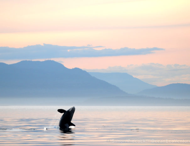 Sunset Orcas Parksville Whale Watch