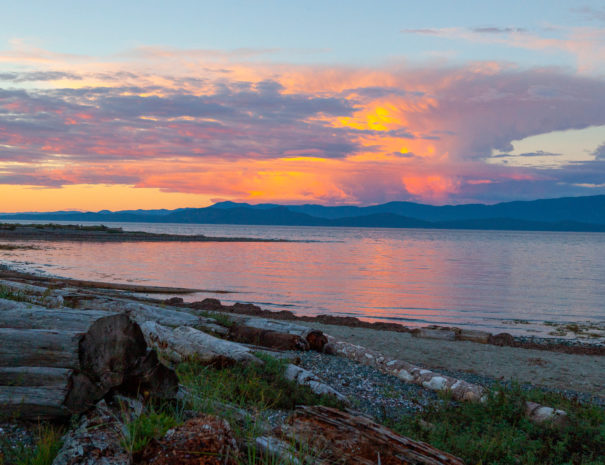 Parksville Whale and Wildlife Adventures