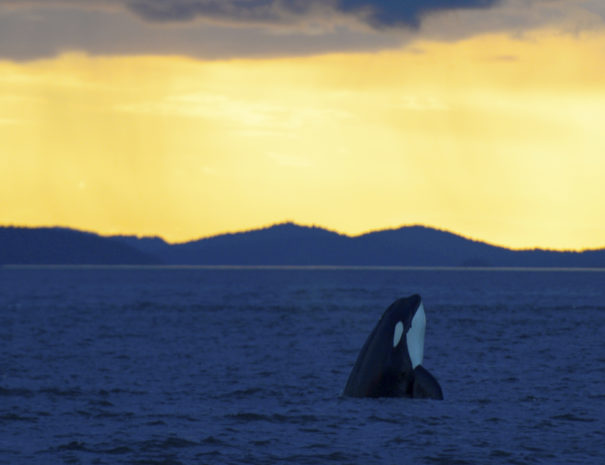 header5